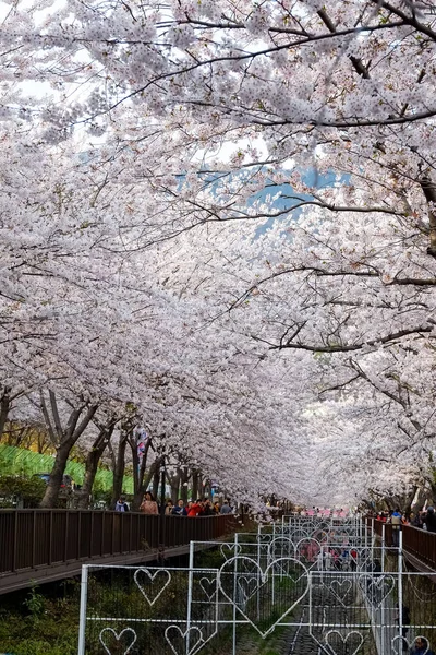 Cherry blossoms in Busan, Korea