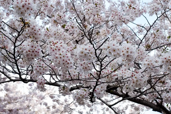 Cseresznyevirágok Busanban Koreában — Stock Fotó