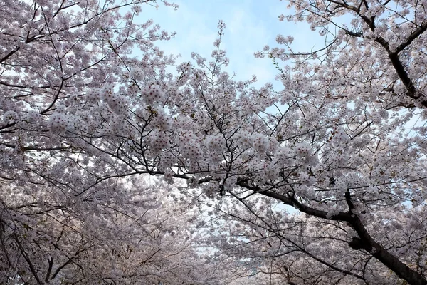 Цветение Сакуры Пусане Корея — стоковое фото