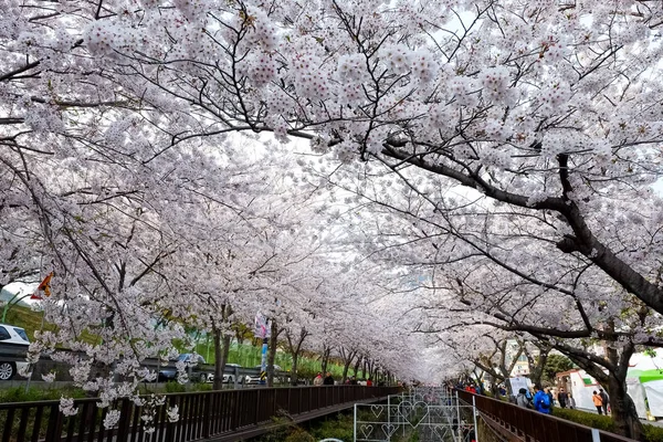 Floraciones Busan Corea Del Sur —  Fotos de Stock