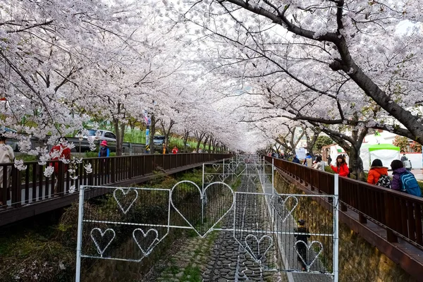 Cherry blossoms in Busan, Korea