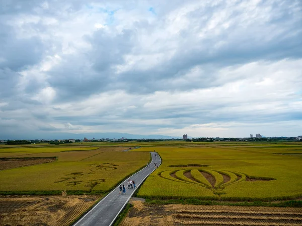 Rice Field Harvest Taiwan — 스톡 사진