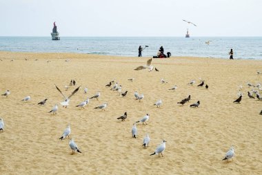 Busan, Kore 'deki Gwangalli Plajı
