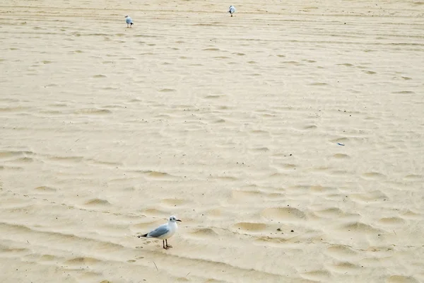 Praia Gwangalli Busan Coréia — Fotografia de Stock