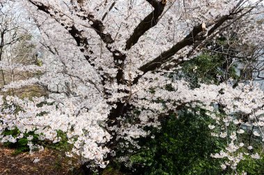 Seul, Kore 'deki Bukchon Hanok Köyü.