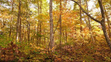 Japonya, Miyazaki 'deki Naruko Gorge manzarası.