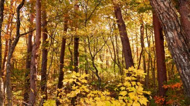 Japonya, Miyazaki 'deki Naruko Gorge manzarası.