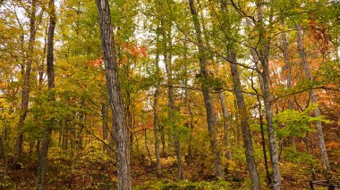 Japonya, Miyazaki 'deki Naruko Gorge manzarası.