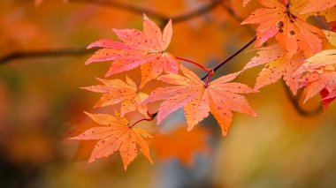 Japonya, Miyazaki 'deki Naruko Gorge manzarası.
