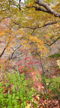 Japonya, Miyazaki 'deki Naruko Gorge manzarası.