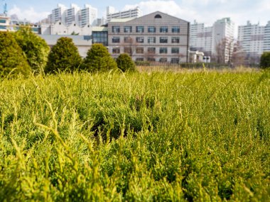 Kore, Seul 'deki Ewha Kadın Üniversitesi.