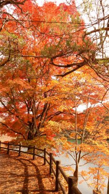 Goshikinuma lake in Fukushima,Japan.