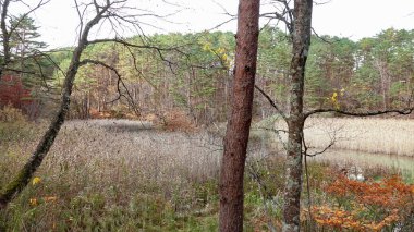 Goshikinuma lake in Fukushima,Japan.