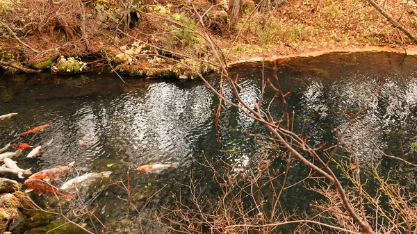 Lago Goshikinuma Fukushima Japão — Fotografia de Stock