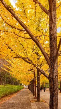 Japonya 'daki sonbahar parkı