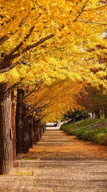 Japonya 'daki sonbahar parkı