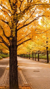 Japonya 'daki sonbahar parkı