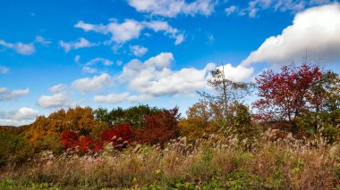 zao-sarukura landscape in Japan