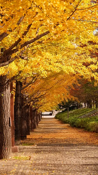 Japonya 'daki sonbahar parkı