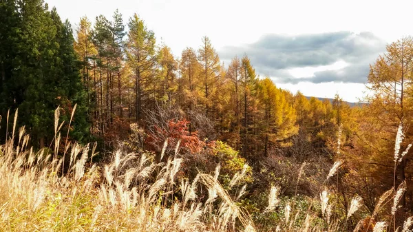 Paysage Zao Sarukura Japon — Photo