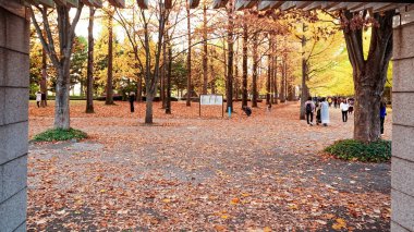 Japonya 'daki sonbahar parkı