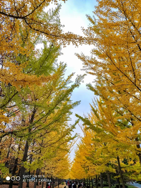 日本の秋の公園 — ストック写真