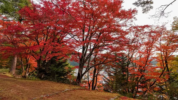 日本の秋のお寺 — ストック写真