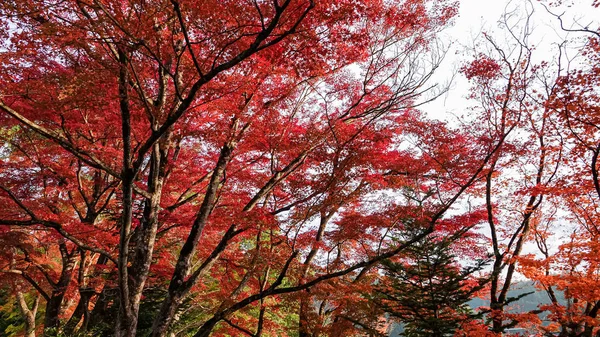 日本の秋のお寺 — ストック写真