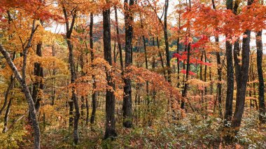 Tonohetsuri 'de güzel bir sonbahar, Aizuwakamatsu, Japonya