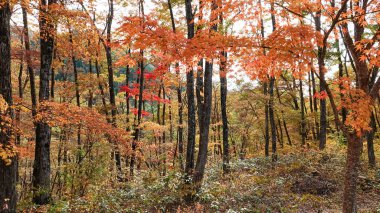 Tonohetsuri 'de güzel bir sonbahar, Aizuwakamatsu, Japonya