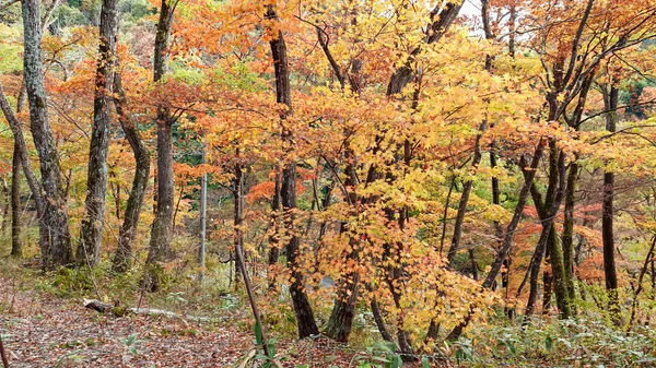 Όμορφο Φθινόπωρο Στο Tonohetsuri Aizuwakamatsu Ιαπωνία — Φωτογραφία Αρχείου