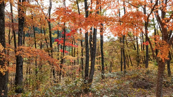 Осень Тонхецури Айвазу Япония — стоковое фото