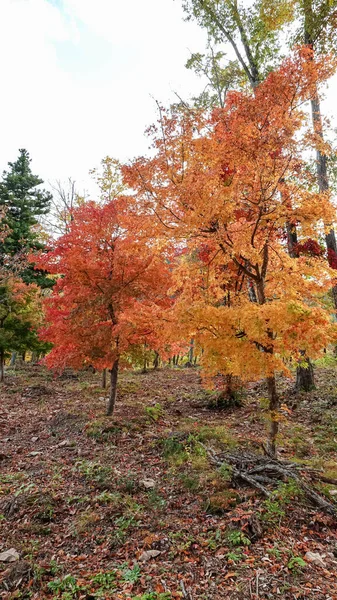Prachtige Herfst Bij Tonohetsuri Aizuwakamatsu Japan — Stockfoto