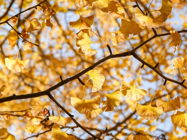 yellow ginkgo tree in autumn. Autumn park in Tokyo, Japan.