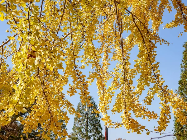 Yellow Ginkgo Tree Autumn Autumn Park Tokyo Japan — 스톡 사진