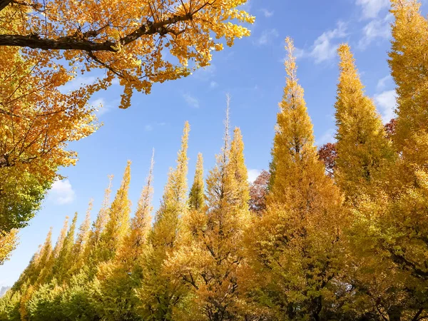 Yellow Ginkgo Tree Autumn Autumn Park Tokyo Japan — Stock Photo, Image