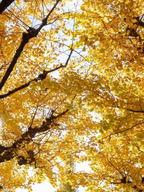 yellow ginkgo tree in autumn. Autumn park in Tokyo, Japan.