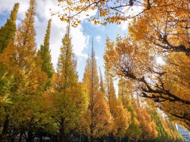 yellow ginkgo tree in autumn. Autumn park in Tokyo, Japan.