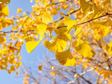 yellow ginkgo tree in autumn. Autumn park in Tokyo, Japan.