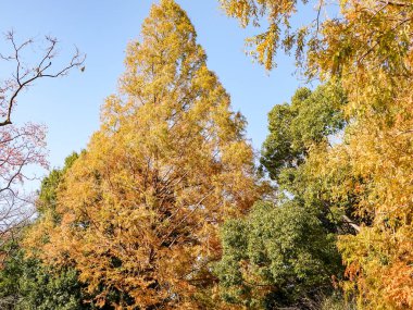 yellow ginkgo tree in autumn. Autumn park in Tokyo, Japan.