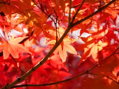 kırmızı akçaağaç ağaç arka plan 