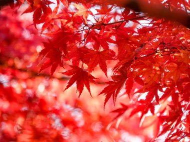 kırmızı akçaağaç ağaç arka plan 