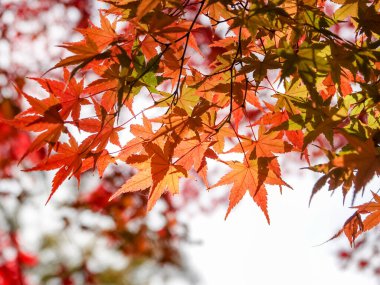 kırmızı akçaağaç ağaç arka plan 