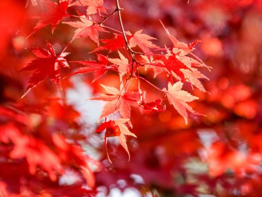 kırmızı akçaağaç ağaç arka plan 