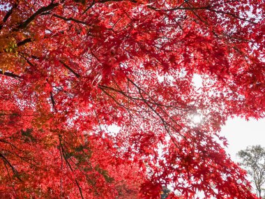 kırmızı akçaağaç ağaç arka plan 