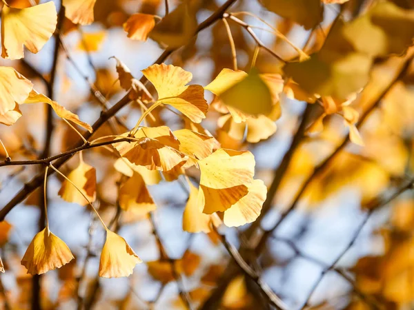 yellow ginkgo tree in autumn. Autumn park in Tokyo, Japan.