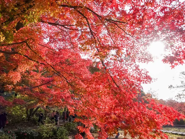 赤いメープル ツリーの背景色 — ストック写真