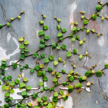Çin Kâğıt Fenerleri gece boyunca bir partide.