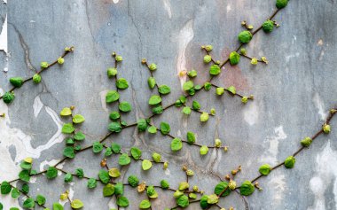 Sarmaşık bitkisi duvarda izole