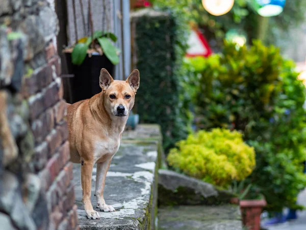 Street Stray Dogs With Ears Straight Upwards